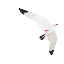 Rhombus Seagull